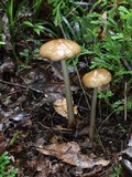 Xerula megalospora image
