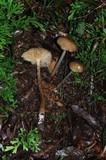 Xerula megalospora image