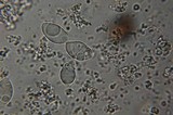 Xerula megalospora image