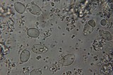 Xerula megalospora image