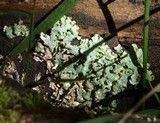 Punctelia borreri image