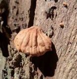 Anthracophyllum archeri image