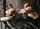 Anthracophyllum archeri image