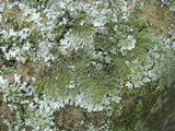 Myelochroa obsessa image