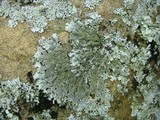 Myelochroa obsessa image