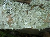 Myelochroa obsessa image