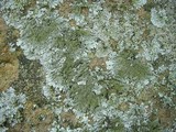 Myelochroa obsessa image
