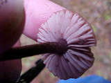 Laccaria bicolor image