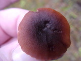 Laccaria bicolor image