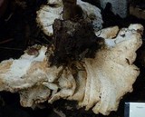 Bondarzewia occidentalis image