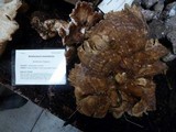 Bondarzewia occidentalis image