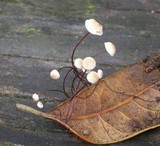 Marasmius quercophilus image
