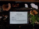 Royoporus badius image