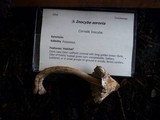 Inocybe sororia image