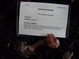 Laccaria bicolor image