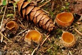 Geopora pellita image