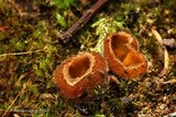 Geopora pellita image