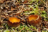 Geopora pellita image
