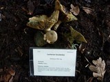 Lactarius rubrilacteus image