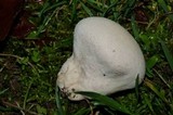 Lycoperdon pratense image