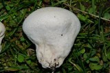 Lycoperdon pratense image