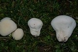 Lycoperdon pratense image