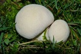 Lycoperdon pratense image