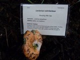 Lactarius rubrilacteus image