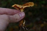 Hygrophoropsis aurantiaca image