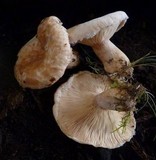 Lactarius pubescens image