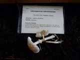 Leucoagaricus rubrotinctus image