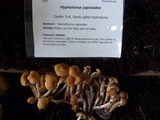 Hypholoma capnoides image