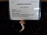 Hygrophorus pudorinus image