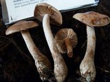 Hebeloma sinapizans image