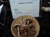 Hebeloma sacchariolens image