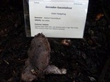 Sarcodon fuscoindicus image