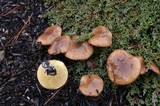 Suillus luteus image