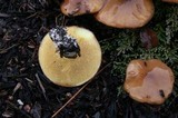 Suillus luteus image