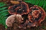 Hydnellum peckii image