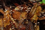 Marasmius quercophilus image