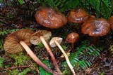 Phaeocollybia redheadii image