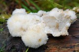 Postia ptychogaster image