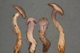 Cortinarius camphoratus image
