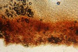 Cystoderma fallax image