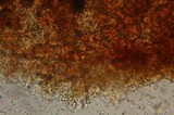 Cystoderma fallax image