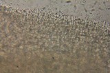 Cystoderma fallax image