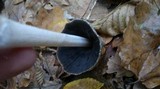 Coprinopsis picacea image