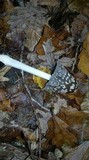 Coprinopsis picacea image
