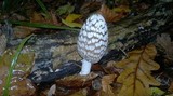Coprinopsis picacea image