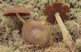 Cortinarius semisanguineus image